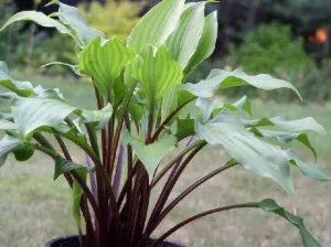 China Girl Hosta