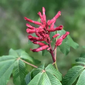 Red Buckeye Tree