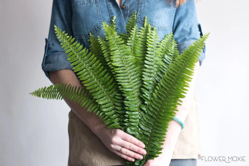 Sword Fern Greenery